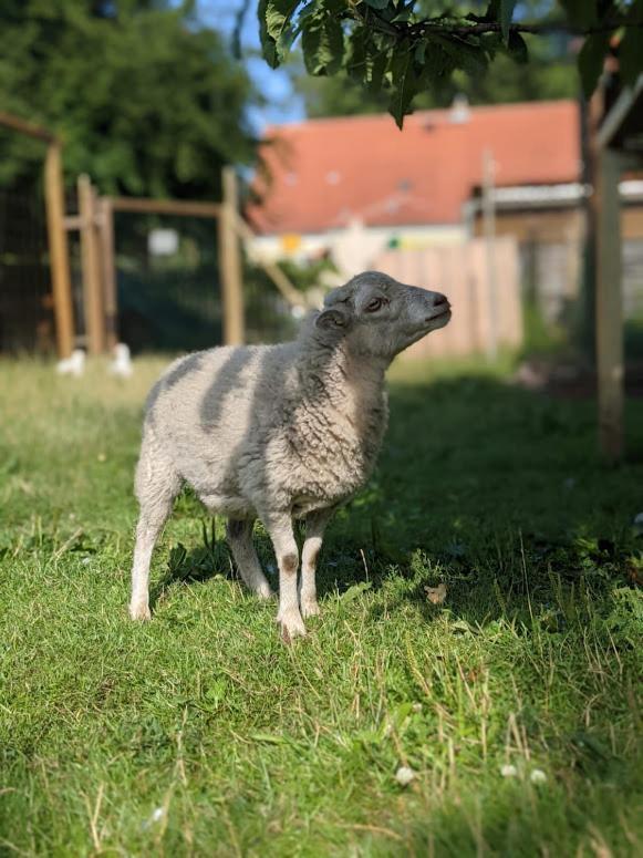 Helenes Ferienwohnung Auf Dem Bauernhof - Lausitzer Seenland Lauta Экстерьер фото