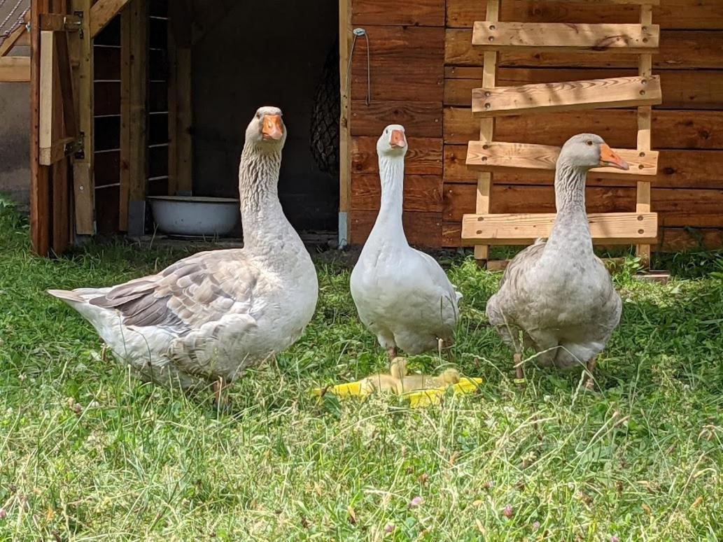 Helenes Ferienwohnung Auf Dem Bauernhof - Lausitzer Seenland Lauta Экстерьер фото