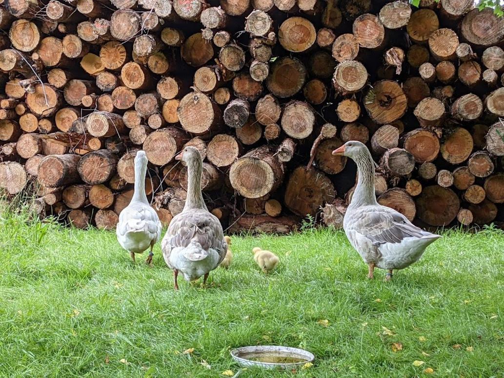 Helenes Ferienwohnung Auf Dem Bauernhof - Lausitzer Seenland Lauta Экстерьер фото