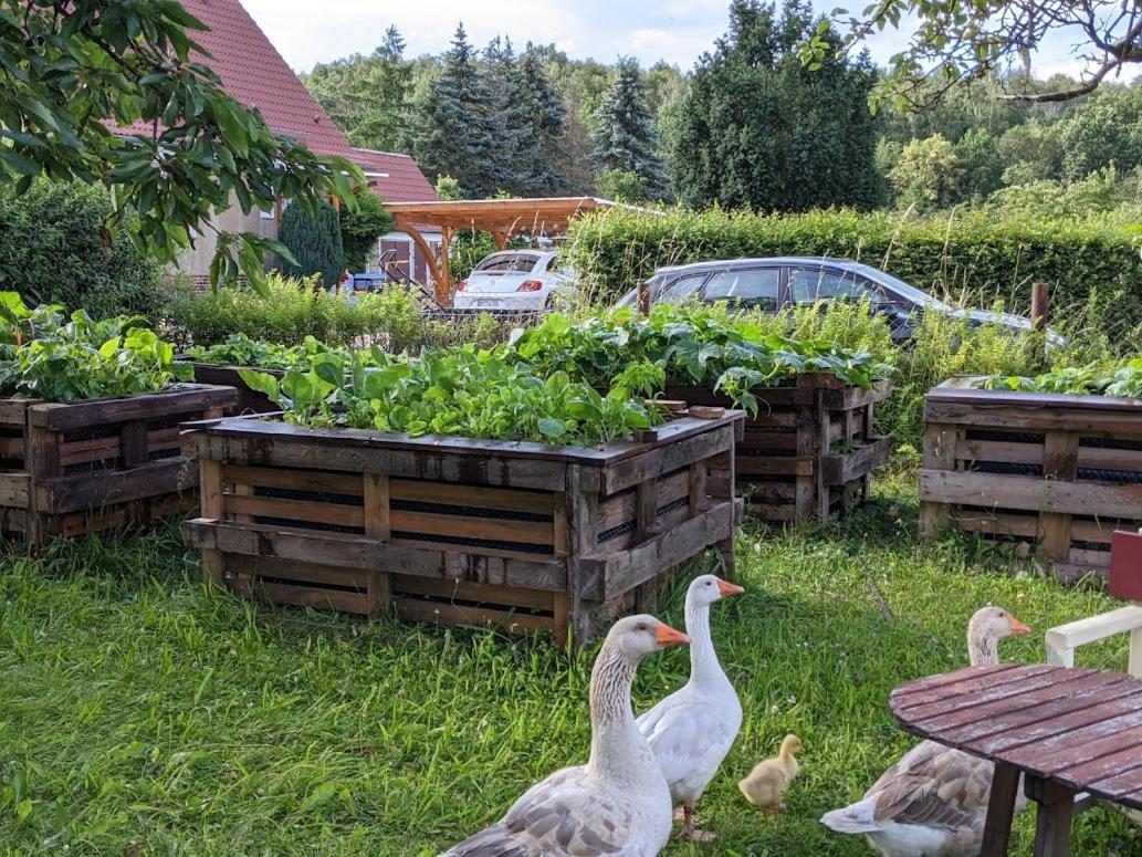 Helenes Ferienwohnung Auf Dem Bauernhof - Lausitzer Seenland Lauta Экстерьер фото