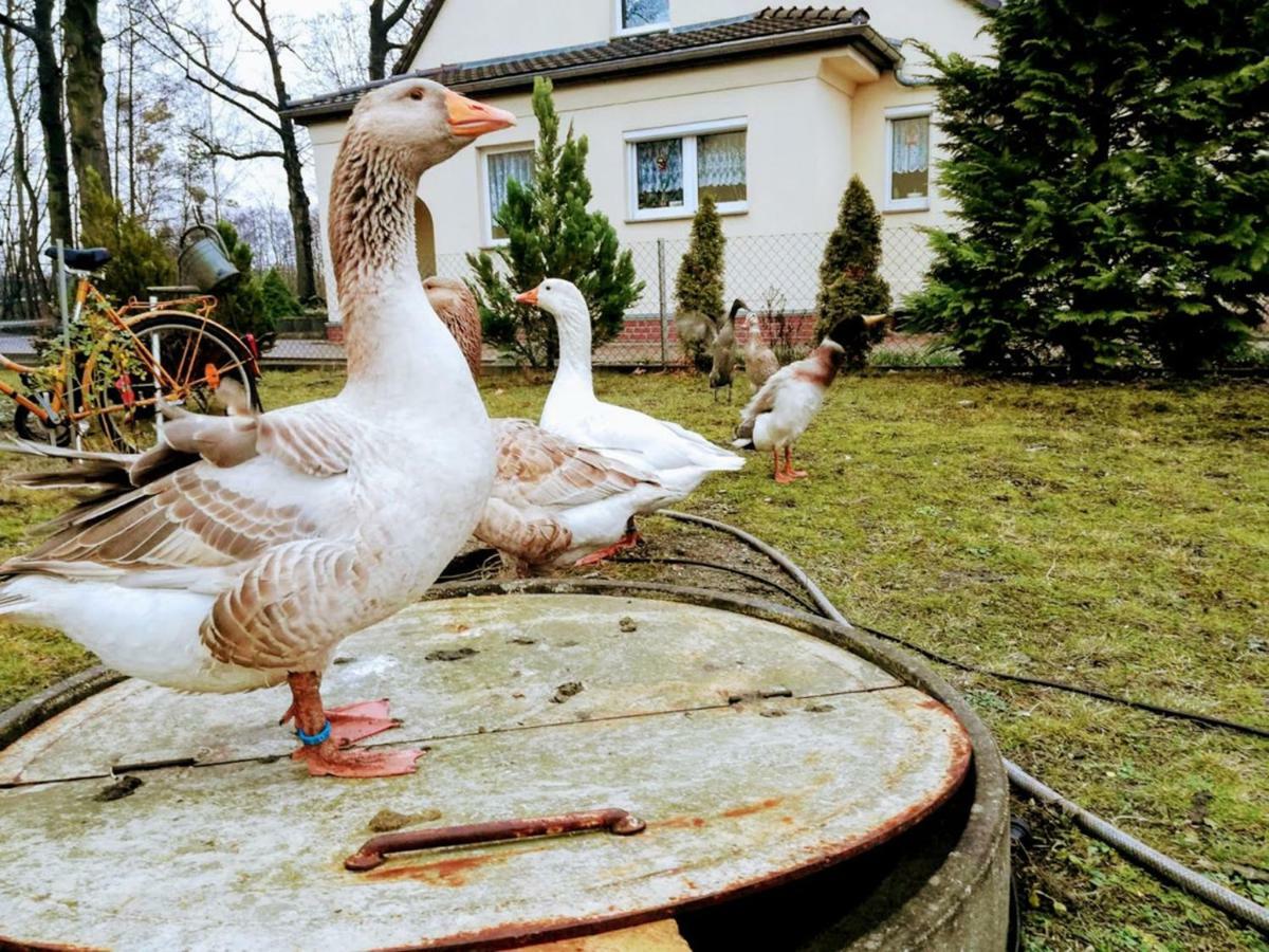 Helenes Ferienwohnung Auf Dem Bauernhof - Lausitzer Seenland Lauta Экстерьер фото